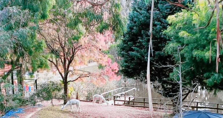 Cottage Bellbrae