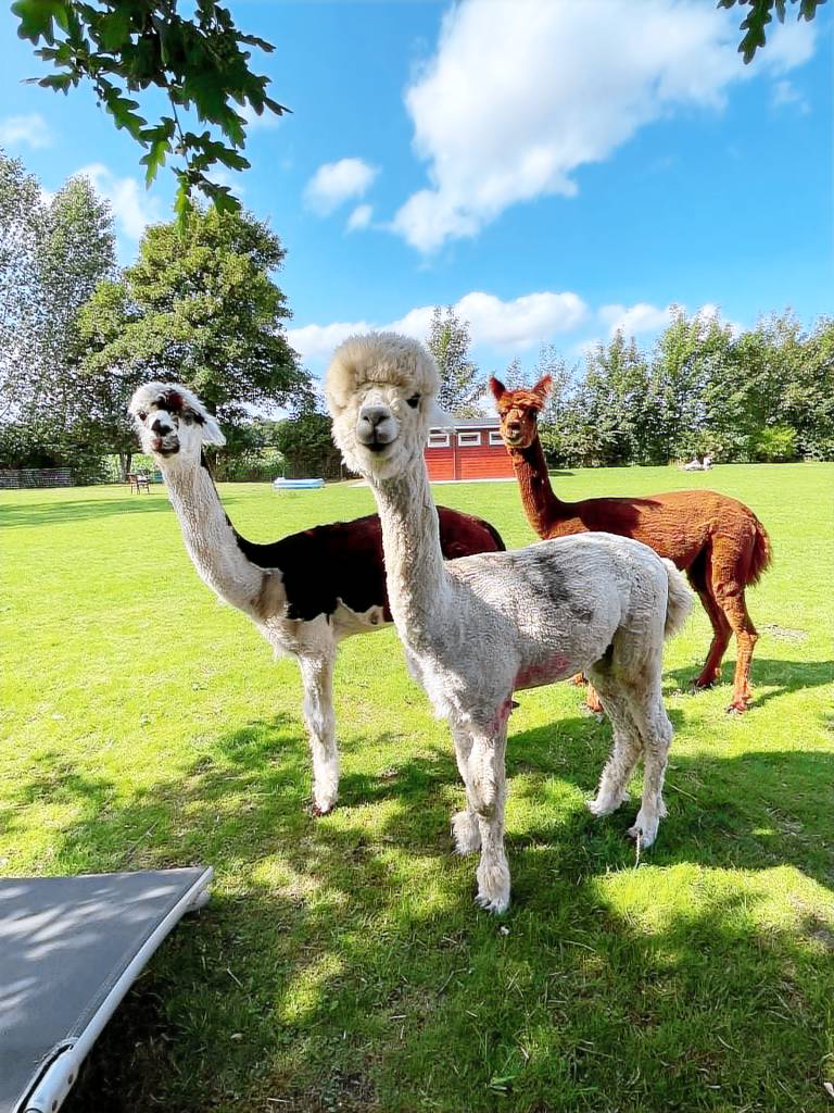 Enchanting holiday home with alpacas in Lundeborg — photo 4