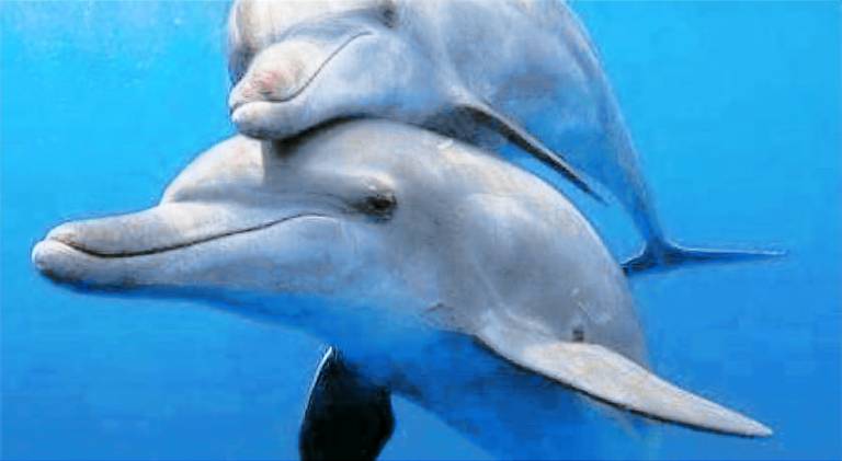 Dolphin Beach Get Away in Playas de Rosarito