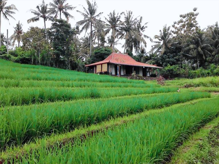 Villa with yard | Suitable for remote work in Bali