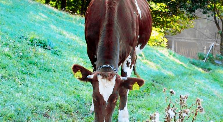Lovely farm with garden | Dogs allowed — photo 4
