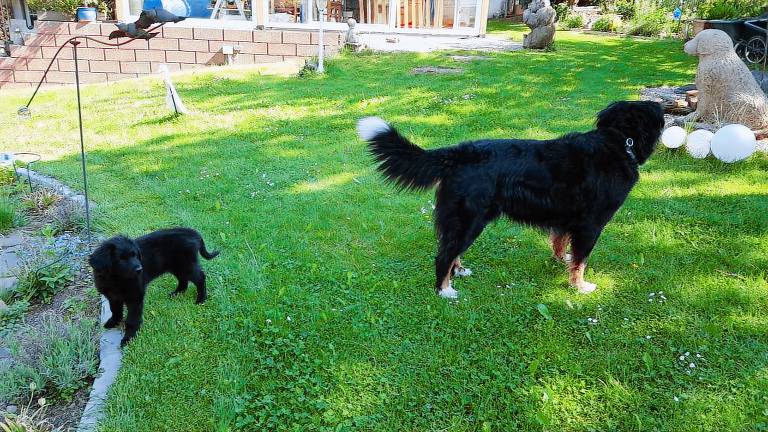 Holiday apartment with sauna, patio & barbecue — photo 4