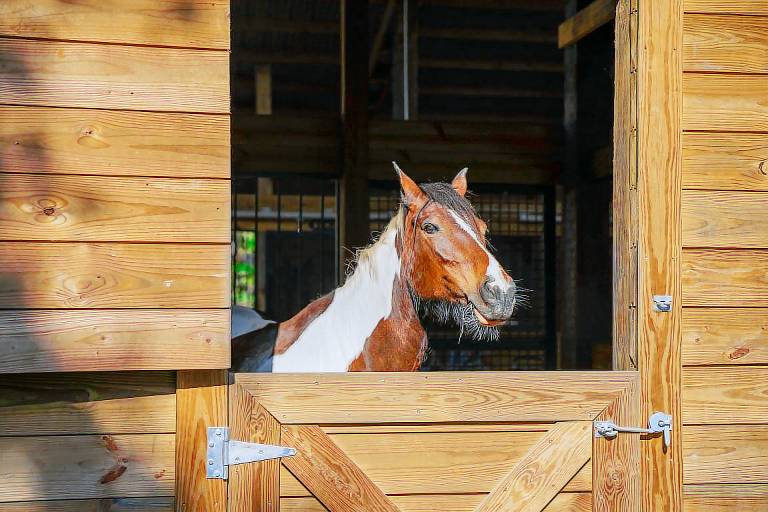 Farm Stay: Modern Barndominium in Lakeland! — photo 2