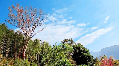 Resort 大興村