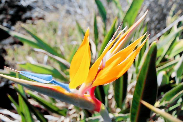 Ferienhaus in Todoque, Kanarische Inseln f&uuml;r max. 2 Personen