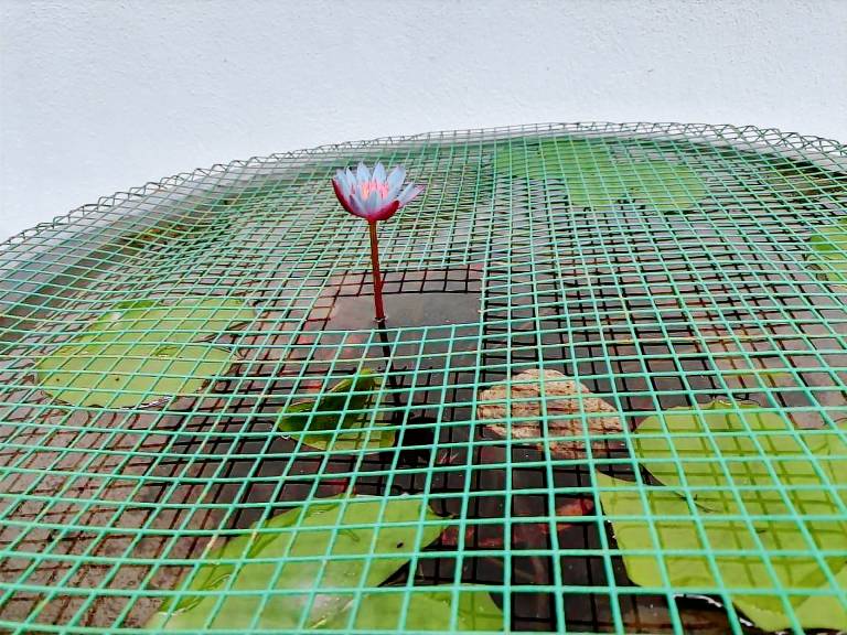 Rental apartment with garden | Perfect for remote work in Hikkaduwa
