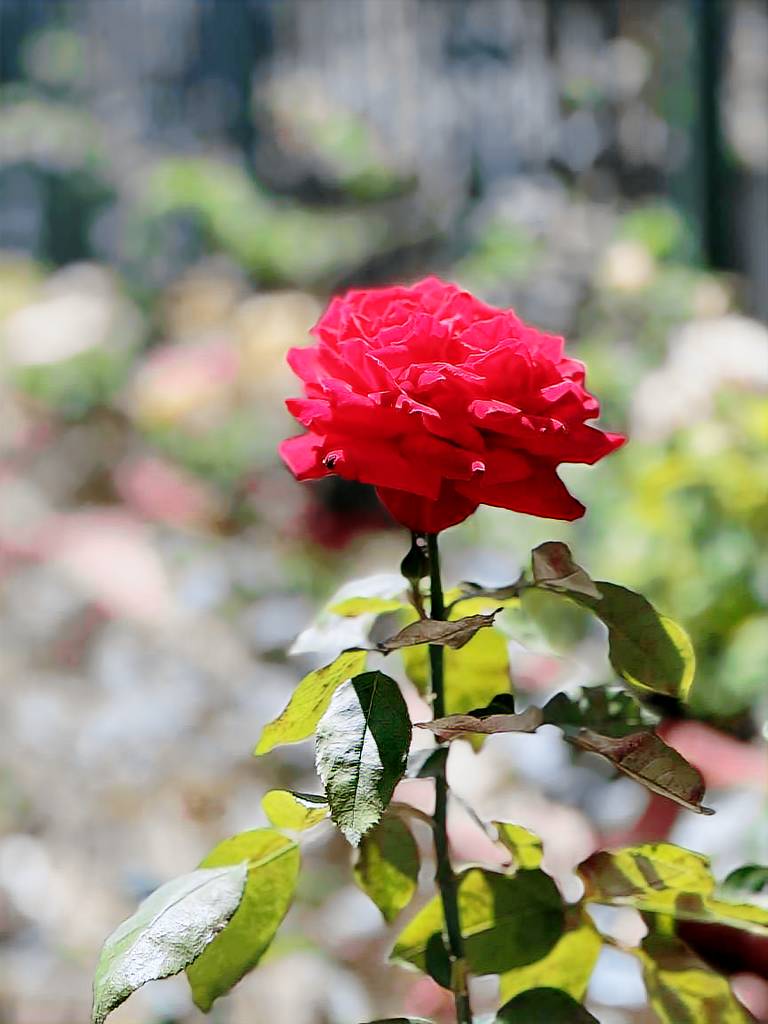 Le Case Delle Rose a due passi dal porto