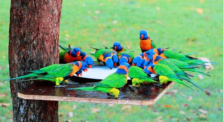 Batchelor Holiday Park