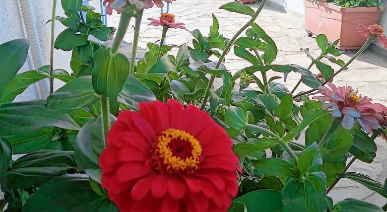 Serviced apartment with patio | Beach nearby | Pets are welcome in Lesvos