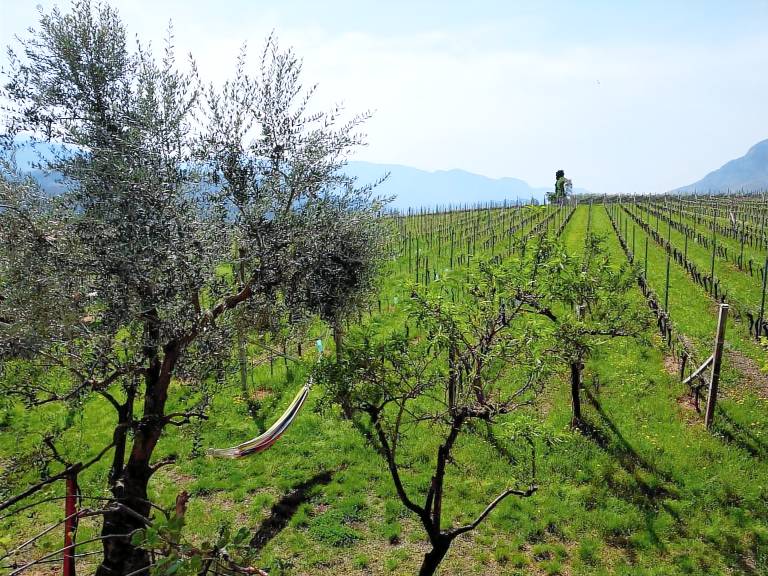 Apartment 'Weingut Hochleiten' with Mountain View, Balcony and Wi-Fi — photo 2