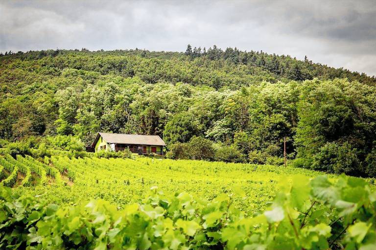 Ferienwohnung  Riquewihr