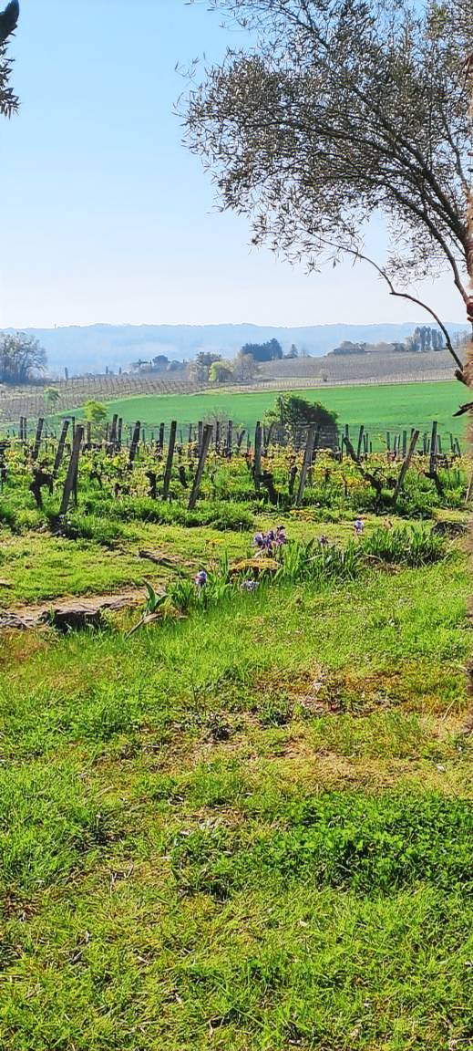 Wine estate loft among vineyards in Gers — photo 4