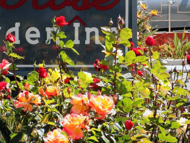 Rose Garden Inn