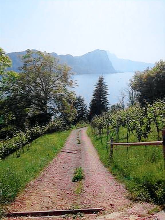foto1