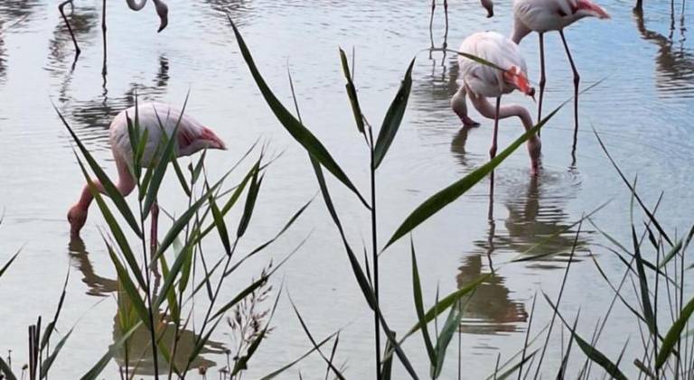 De l'eau et des oiseaux ! — photo 4