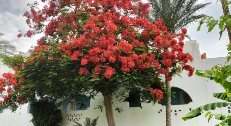 Nice holiday apartment with pool & jacuzzi | Close to the beach | Pets are welcome in Sharm El Sheikh