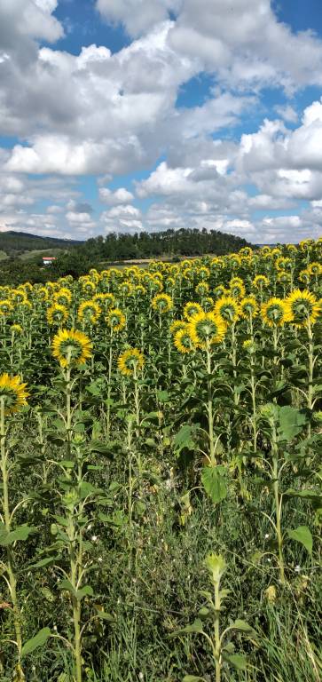 IL POGGIO DELLE FAVOLE