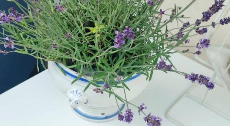 foto39