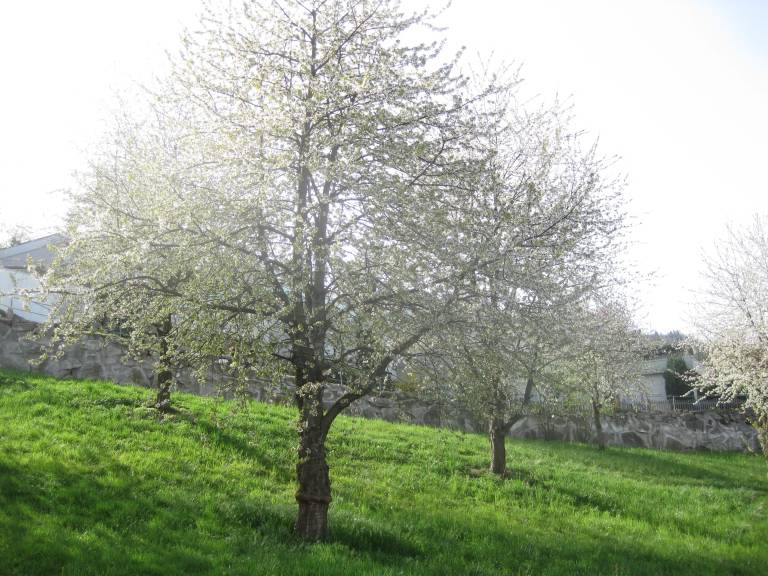 Ferienwohnung Sasbachwalden