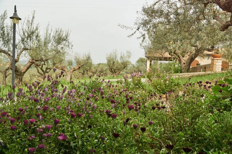 La Fattoria di Maria Donata: Ulivo — photo 4