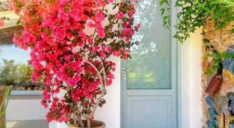 Lovely house | Pets allowed in Agropoli