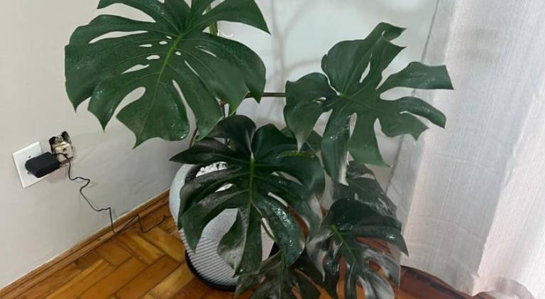 foto19