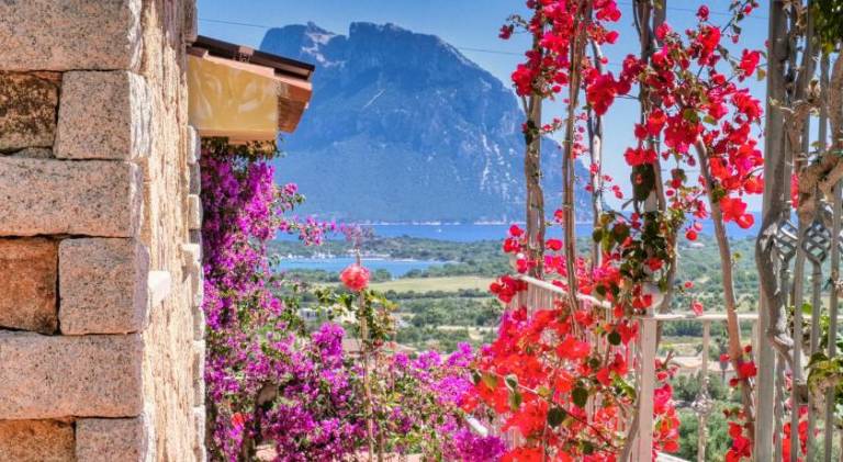 Pleasant rental apartment | Dogs allowed in Loiri Porto San Paolo
