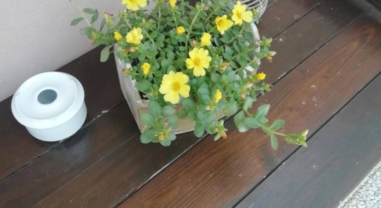 foto42