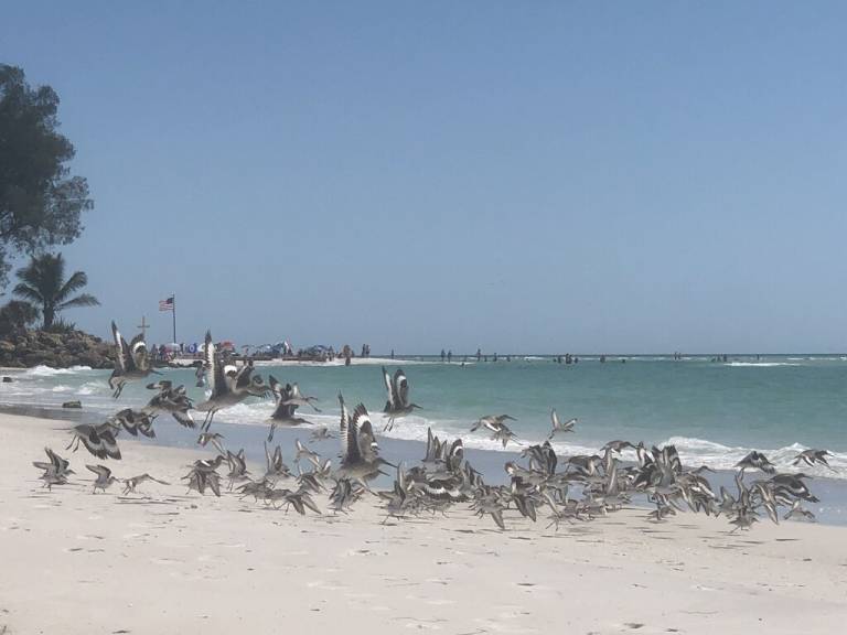 Cottage Siesta Key