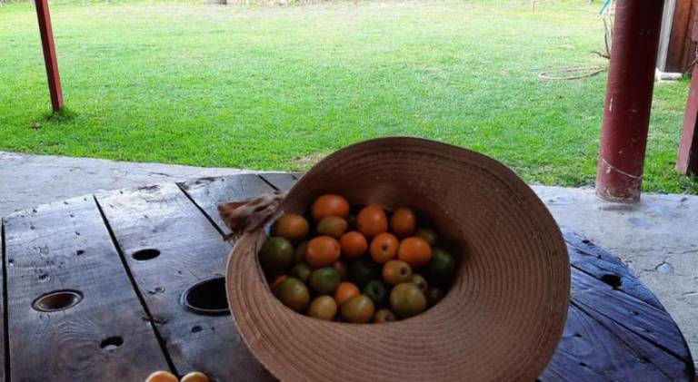Lodge with garden | Dogs allowed — photo 4