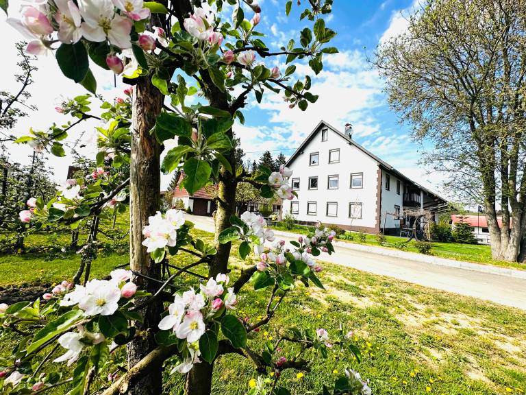 Ferienwohnung  Friedrichshafen