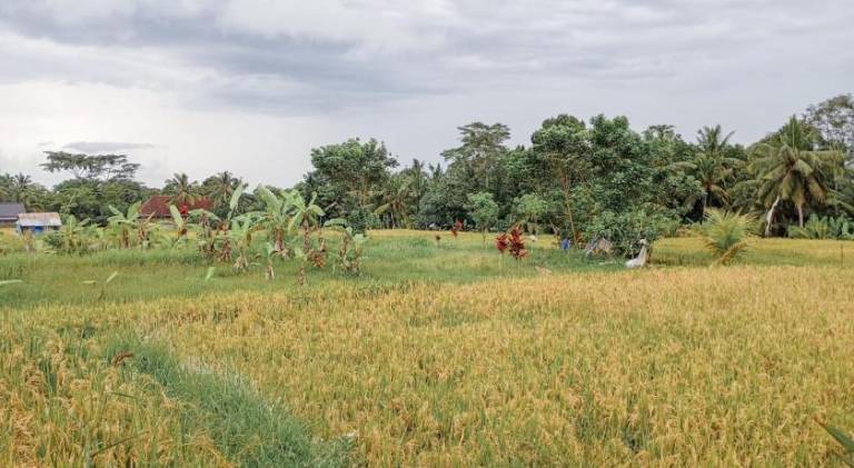 Maha House Mid of Ricefields — photo 4