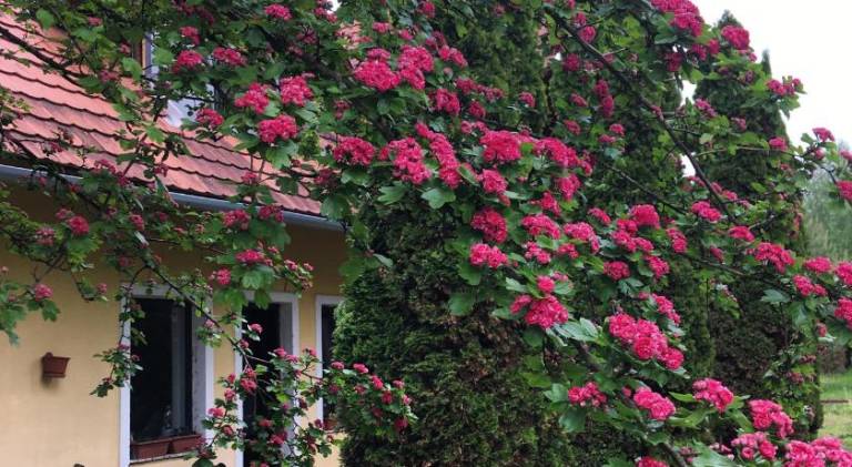 Bed and breakfast Porva