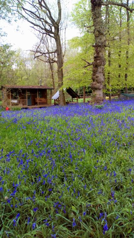 Cabin Redditch