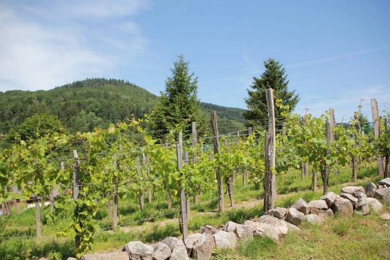 Chalet Fresse-sur-Moselle