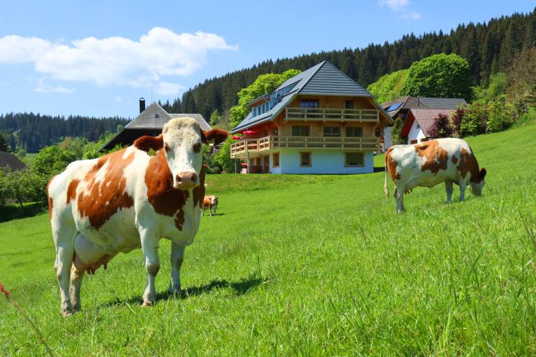 Ferienwohnung  Lenzkirch