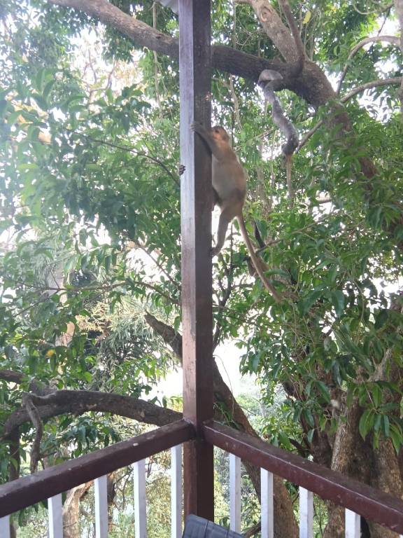 The Grand Bagicha Residency Matheran — photo 5