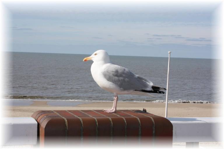 Children-friendly rental apartment with yard, barbeque & terrace | Pets are welcome — photo 3