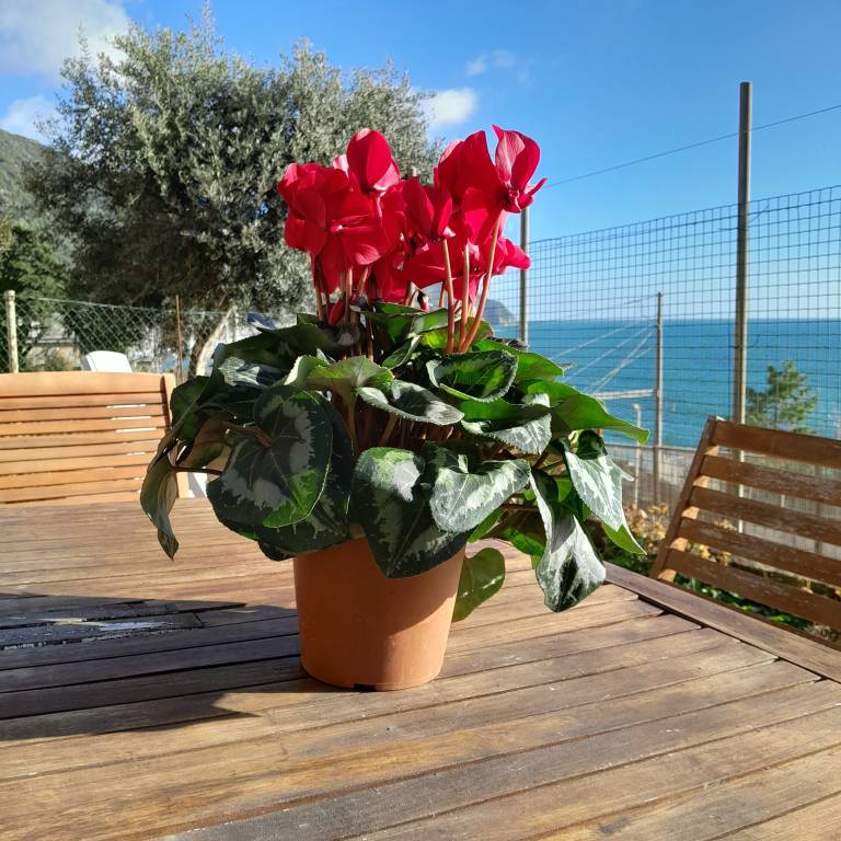 Apartment Cinque Terre
