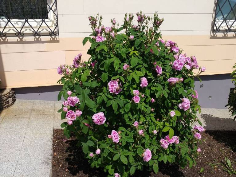 foto31