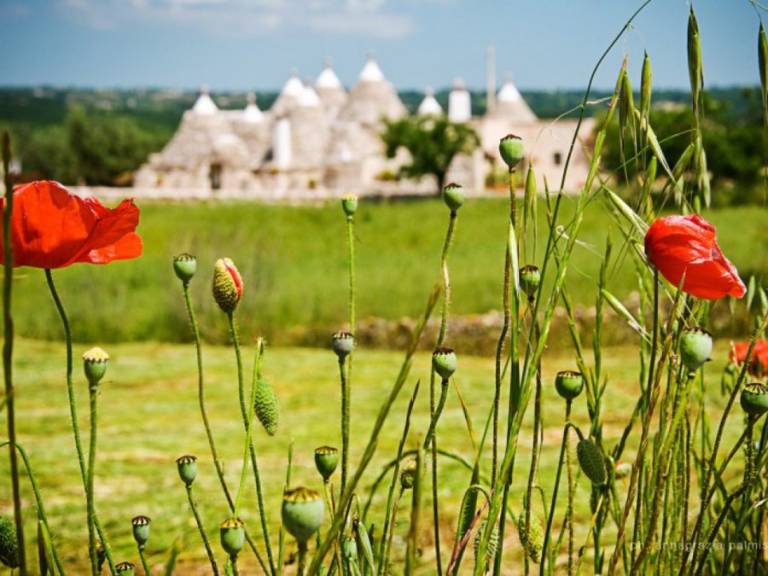 Trulli il Castagno: Trullo Panoramico — photo 3