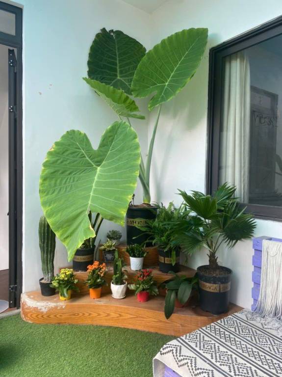 foto5