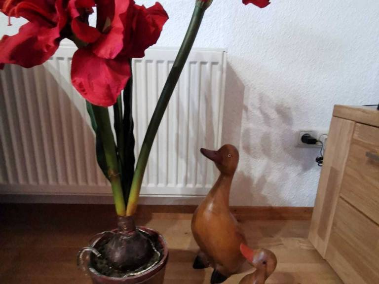 foto25