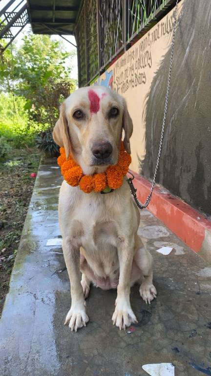 Hostel Animal Love — photo 3