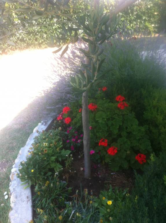 foto17