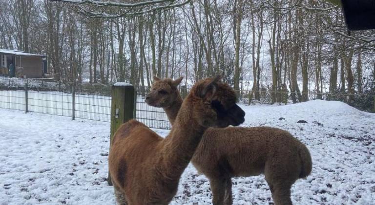 Grutsk op 12 in Beetsterzwaag