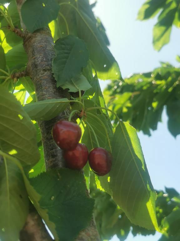 foto5