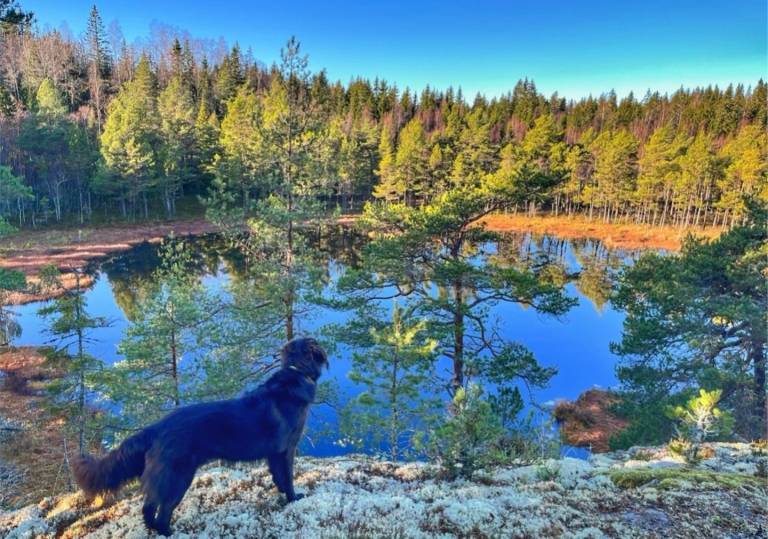 Paws of Idhult – Dog Friendly Holiday Home with Fenced Garden in Småland — photo 4