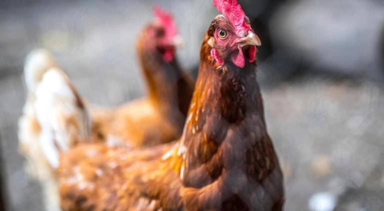 foto16
