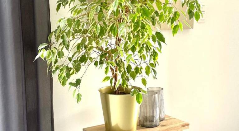 foto17